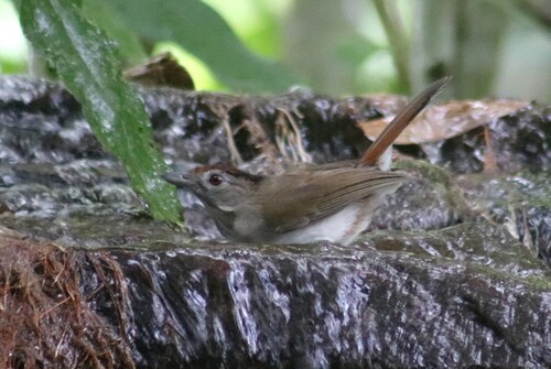 Rufous-crowned Babbler (Malacopteron magnum), photo 2