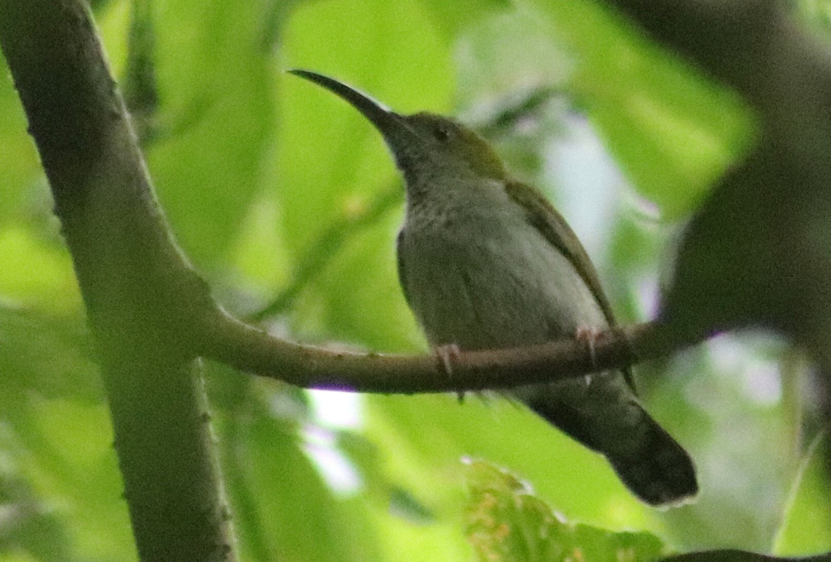 Bornean Spiderhunter (Arachnothera everetti), photo 9