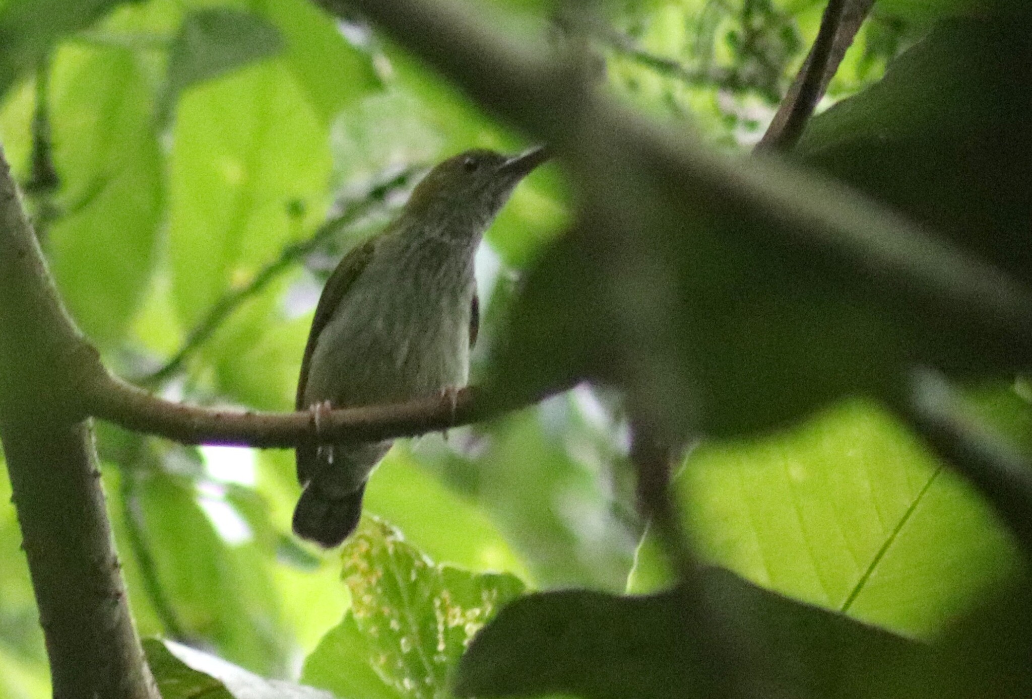 Bornean Spiderhunter (Arachnothera everetti), photo 10