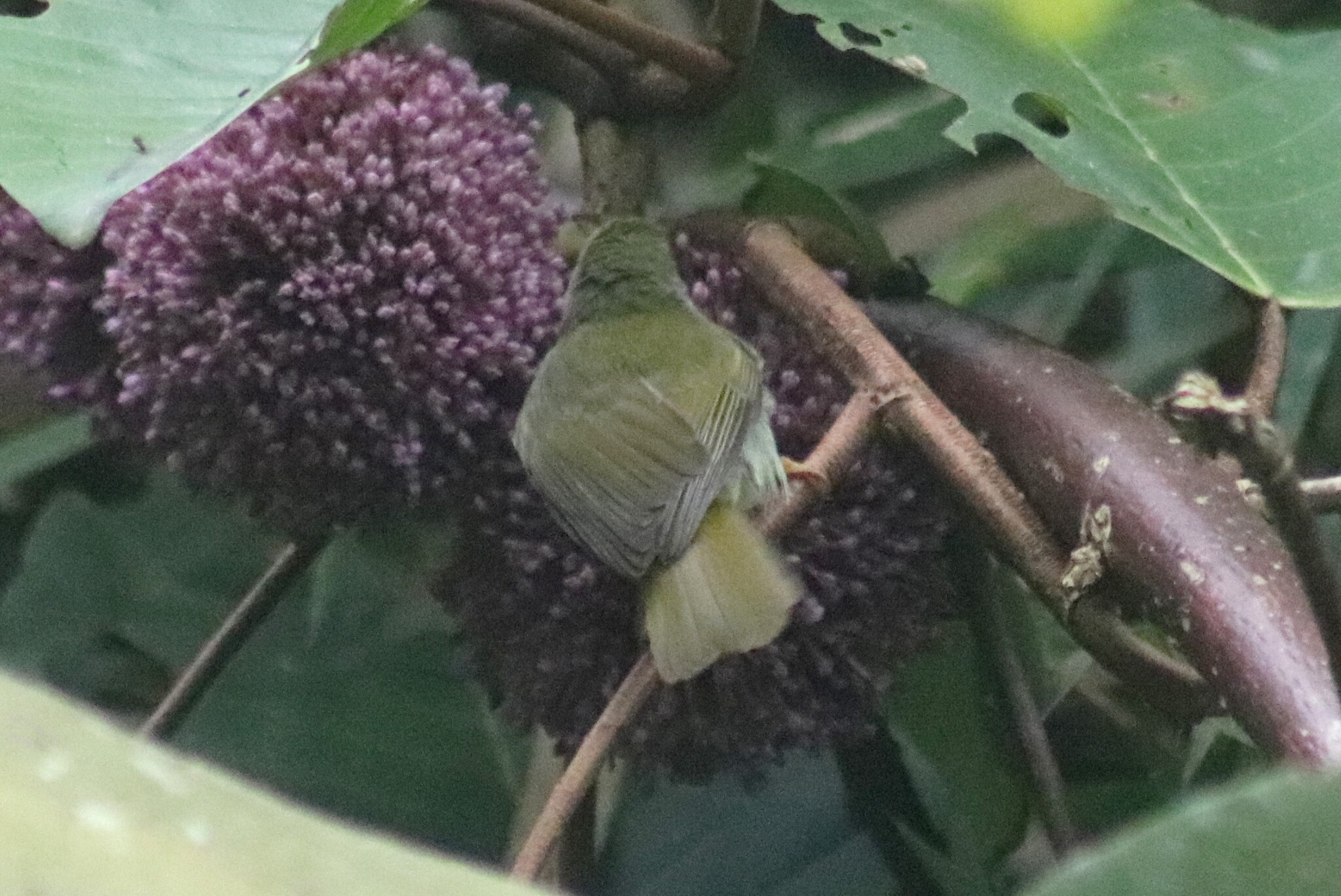 Plain Sunbird (Anthreptes simplex), photo 3