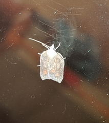Acleris effractana