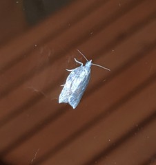 Acleris effractana