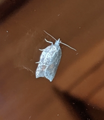 Acleris effractana