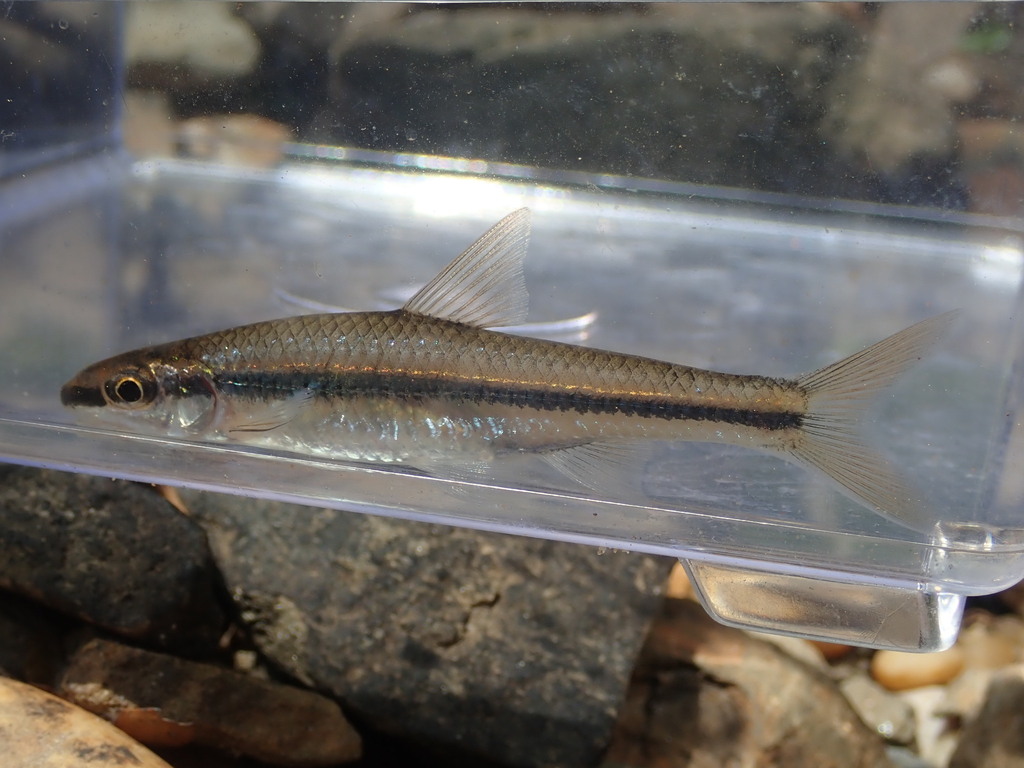 Clear chub (Hybopsis winchelli) — Cyprinidae