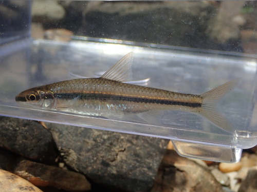Clear chub (Hybopsis winchelli) — Cyprinidae