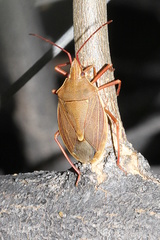 Poecilometis borealis