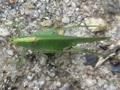 Eoxizicus coreanus