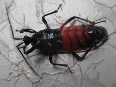 Ectrychotes andreae