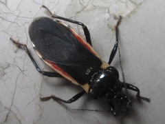 Ectrychotes andreae