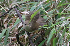 Horornis acanthizoides