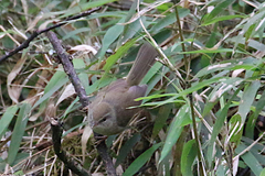 Horornis acanthizoides