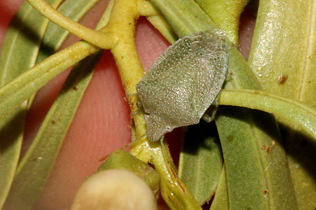 Cuspicona ooldeae