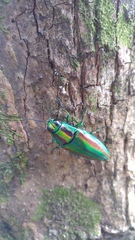 Chrysochroa fulgidissima