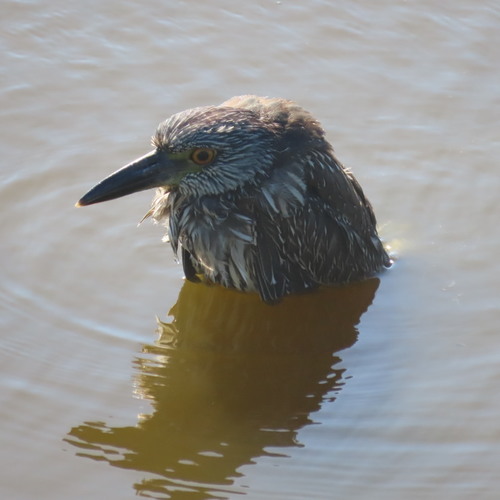 Yellow-crowned Night Heron (Nyctanassa violacea), a species recorded in Delaware