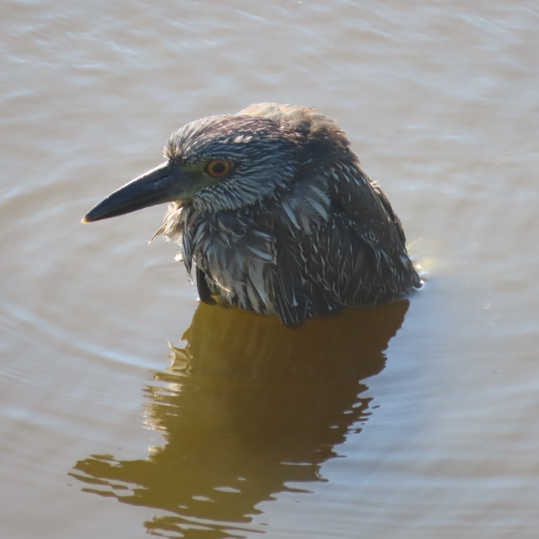 Yellow-crowned Night Heron (Nyctanassa violacea)