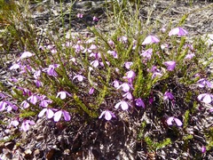 Tetratheca ericifolia