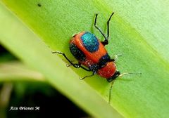 Collops quadrimaculatus