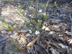 Pseudanthus pimeleoides