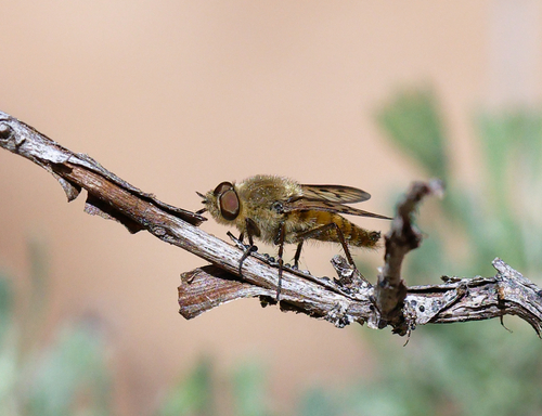 iNaturalist observation photo of Stiletto Flies