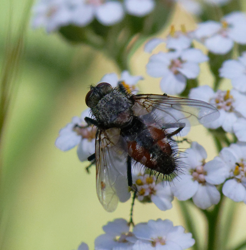 iNaturalist observation photo of Tachinid Flies
