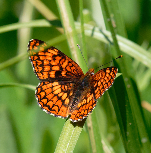 iNaturalist observation photo of Northern Checkerspot
