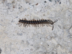 Chondromorpha xanthotricha