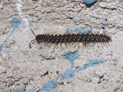 Chondromorpha xanthotricha