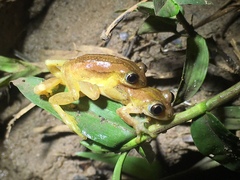 Afrixalus fulvovittatus