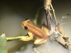 Afrixalus fulvovittatus