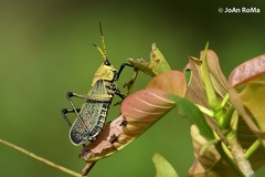 Taeniopoda picticornis
