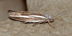 Catoryctis subnexella