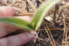 Tradescantia reverchonii