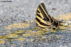 Papilio pilumnus