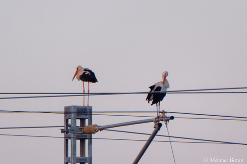European White Stork