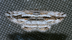 Scioglyptis chionomera