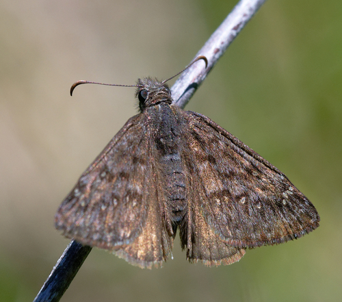 iNaturalist observation photo of Propertius Duskywing