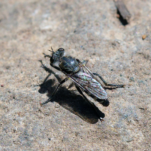 iNaturalist observation photo of Cyrtopogon