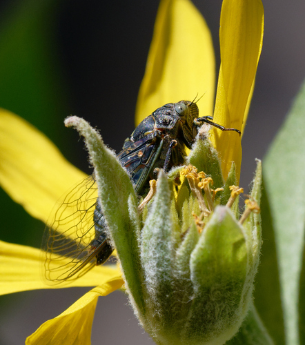 iNaturalist observation photo of Typical Cicadas