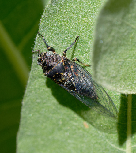 iNaturalist observation photo of Okanagana