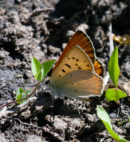 iNaturalist observation photo of Lilac-bordered Copper