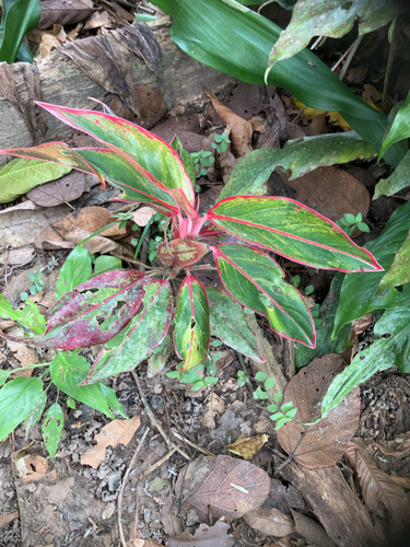 Petit Aglaonema 2