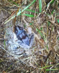 Leptodactylus insularum