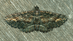 Eucymatoge scotodes
