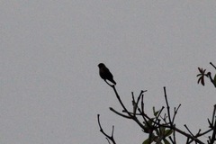 Bradornis fuliginosus