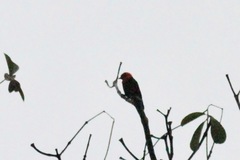 Bradornis fuliginosus
