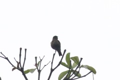 Bradornis fuliginosus