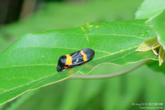 Cosmoscarta abdominalis