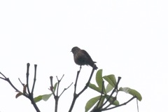 Bradornis fuliginosus