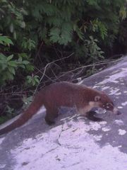 Nasua narica nelsoni