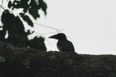 Horizocerus hartlaubi